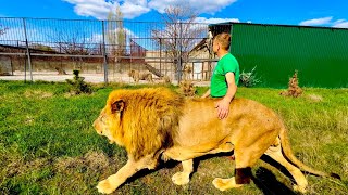 Вожак Чук пришел к молодым львам и они с Олегом Зубковым пошли ОБХОДИТЬ САВАНУ!