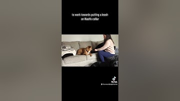 Counterconditioning and Desensitization with a Fearful Dog