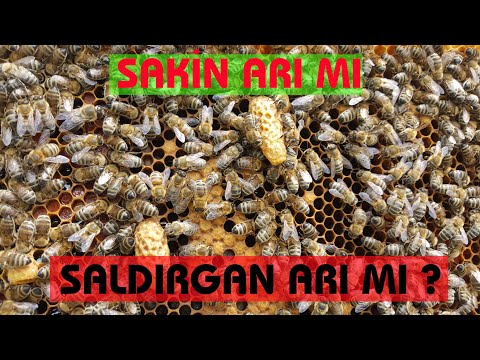 Sakin ve Saldırgan ARI farkı  * The difference between calm and aggressive bees