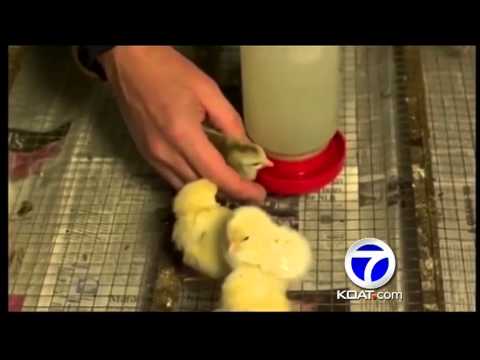 US salmonella outbreak linked to NM hatchery (H)
