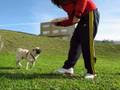 Cómo enseñar, adiestrar, entrenar a un perro  (Pug training tricks)