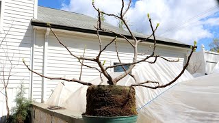 BONZAI Container Fig Trees Past the Point of NO RETURN
