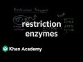 Unlocking the Secrets of Restriction Enzymes and DNA Manipulation