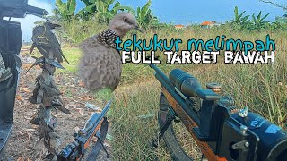 Berburu tekukur medium range‼️full target datar💯 @dwiHunterr