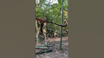 Tôi làm con dao quắm phát rẫy bằng thép ty giảm sóc ô tô chặt cây tre như chặt chuối vậy