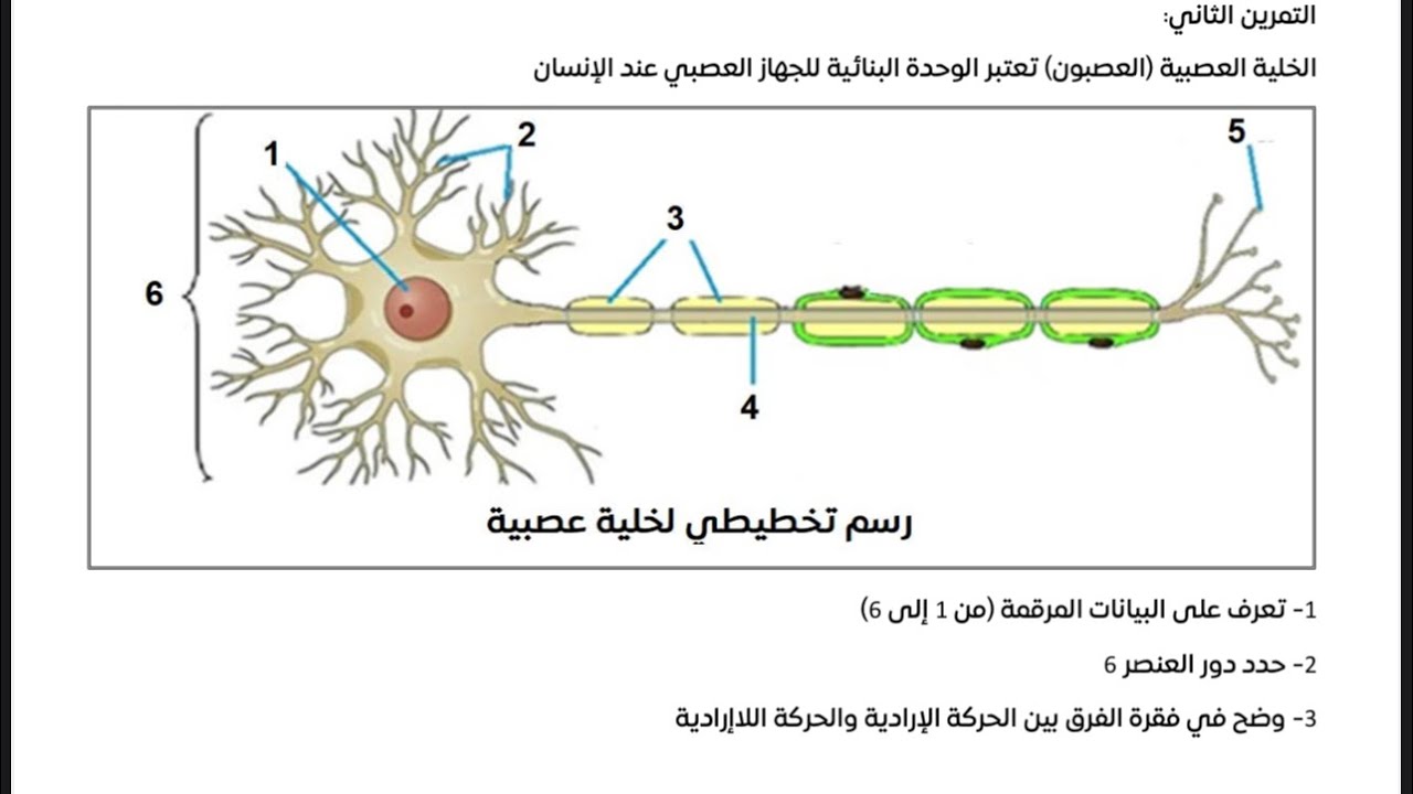 بث مباشر 🔴  اتصال عصبي || الخلية العصبية (تمرين) || الحركة اللااردادية و الارادية ( شرح)
