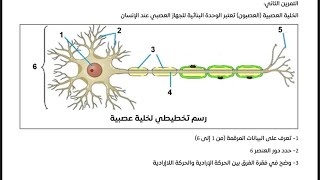 بث مباشر 🔴  اتصال عصبي || الخلية العصبية (تمرين) || الحركة اللااردادية و الارادية ( شرح)