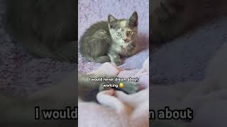 Excuse Me  kitten cute likeandsubscribe kittytv animalvlog cat funny petshub