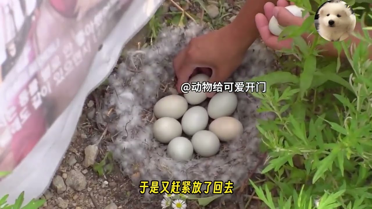 每天被家暴的白鸭，却偷偷越狱做这件事，让人泪目！