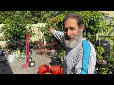 The Biggest Problem In My Yard With My Fruit Trees