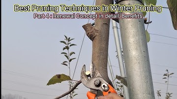 Pruning Technique: Renewal of Branchs makes plant young || Magray Orchard