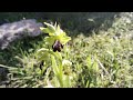 Orchis fusca en su hábitat