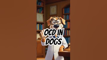 Dr. Talk Explains OCD In Dogs 🐶 #dogvideos  #dogs #shorts