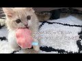 これから猫を飼うあなたへ。「ミヌエット」て、どんにゃ猫？ What kind of cat is "Minuet"?