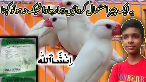👉Java Finch ki Bemarian | Bimar aur Sust Java ka 100% ilaj 🤗 | bimar finch ka ilaj