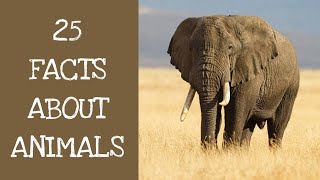 25 Animal Facts To Change The Way You Perceive The Animal Kingdom