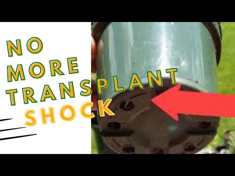 Video: How To Transplant Kalanchoe? Step-by-step Transplant After Buying At Home? Further Care. Can I Transplant It If It Blooms?