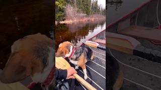 First time with my beagle in the canoe #canoeing #dog #outdoors