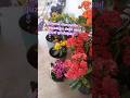 En Güzel Balkon Çiçekleri #çiçek #çiçekbakımı #kalanşo #sardunya #sukulent #orkide #hoya#viral #fyp