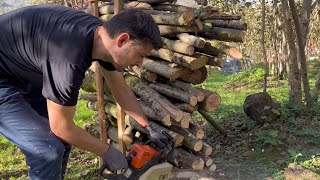 Gardening work in the village / Hazelnut garden pruning / Preparation of firewood for winter