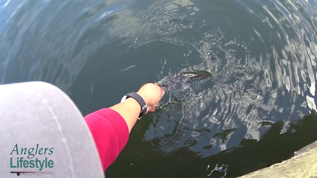 Bass Fishing Using A Dropshot Rig At Lake Chabot, Castro Valley, CA - YouTube