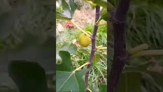 The fig made the first fruits after 4 years short