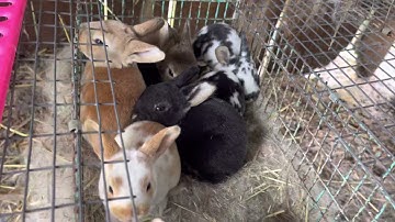 Nest box full of Rex Rabbits 2021