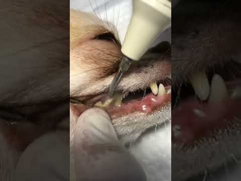 Видео: Как точить зубы собаке?