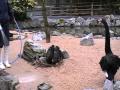 松江フォーゲルパーク コクチョウの抱卵 2010.1.12