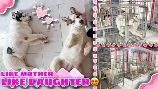 Snowy & Olaf In One Room For A Day! | NEW PUPPY CAGES! | Husky Pack Tv