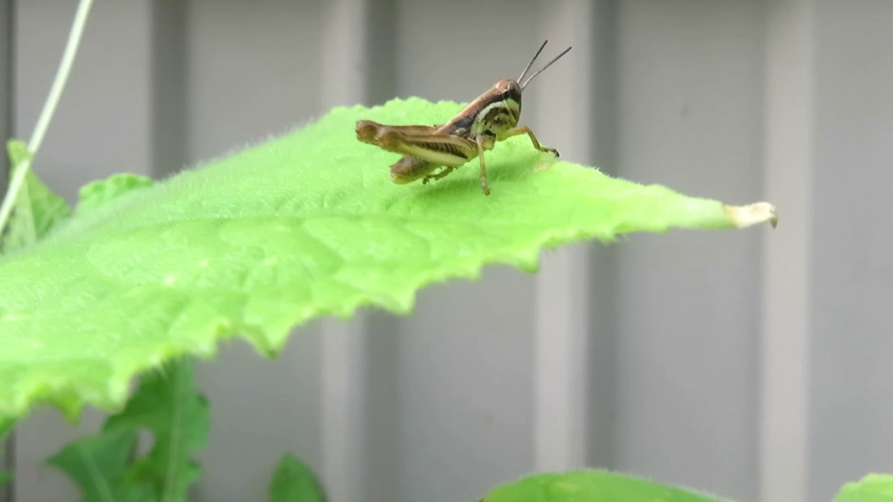 Grasshopper Jumping Slowmo