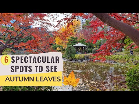 Top 6 Spots