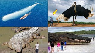 TOP BIGGEST ANIMALS IN THE WORLD