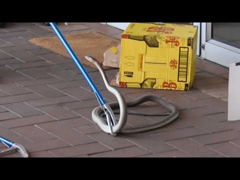 Black Mamba Rescued From Shopping Centre