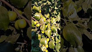 Bor 😋🤩 #farming #mychannel #fruit #harvesting