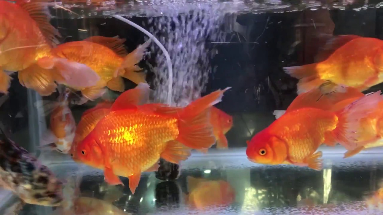 L S Aquarium at Kolathur Chennai YouTube