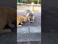 猫パンチを食らうたぬき⑨