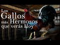 Los gallos mas hermosos que verás hoy