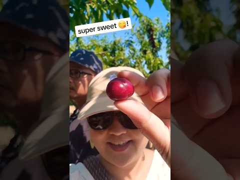 CHERRY-PICKING 🍒 #shorts #cherrypicking #cherries