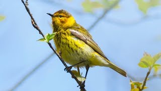 Bird Photography at Point Pelee - Festival of Birds 2016 - DAY 1