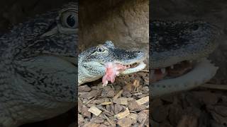 Gator Crushes Chicken Wings😳
