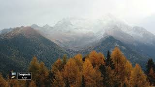 Klur - Sequoia