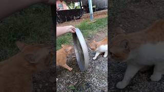 Funny Cats 😹 Episode 79 #Shorts