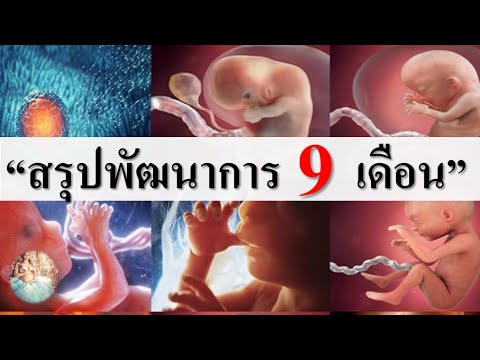 พัฒนาการทารกในครรภ์ : พัฒนาการของทารกในครรภ์ 9 เดือนมีอะไรบ้าง? | ทารกในครรภ์ | คนท้อง Everything