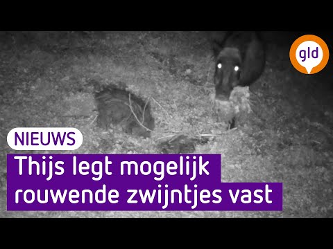 Video: Als De Apocalyps Komt, Zul Je Blij Zijn Dat Je Een Jager Hebt RMV