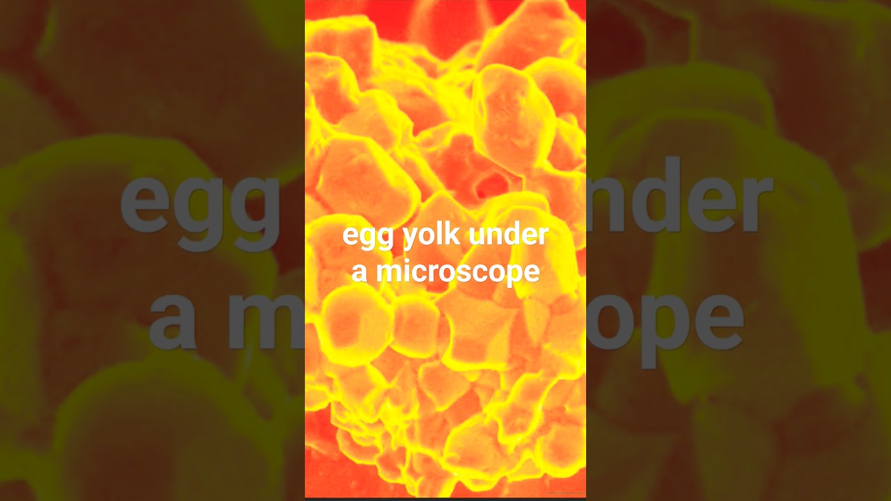 what different things look like under a microscope pt 1! YouTube