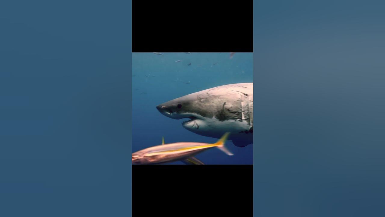 White shark populations declining? - YouTube
