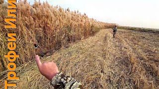 картинка: ОХОТА НА ФАЗАНА С СОБАКАМИ//ОТКРЫТИЕ ПО ФАЗАНУ//СОТНИ УТОК НА ПОЛЯХ 