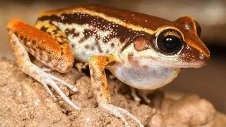 Amphibian Behavior and Diversity