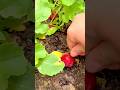 harvesting fresh red radishes manually by pulling them from fertile dark soil in a green vegetable